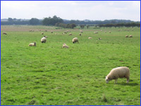The Rauceby Countryside